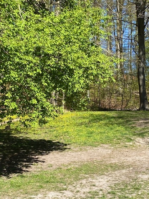 Billede af en skov til yoga 