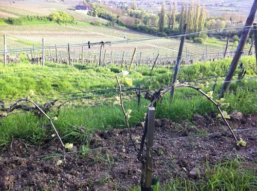 Jean Becker vin